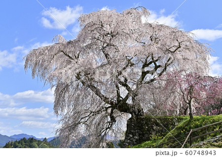 又兵衛桜 60748943