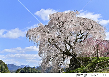 又兵衛桜 60748944