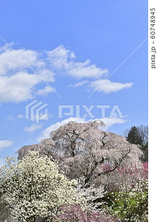 又兵衛桜と白木蓮に花桃 60748945