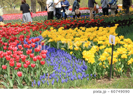 信州花フェスタ駒ケ根 チューリップ 信州花フェスタ駒ケ根 チューリップ 60749090
