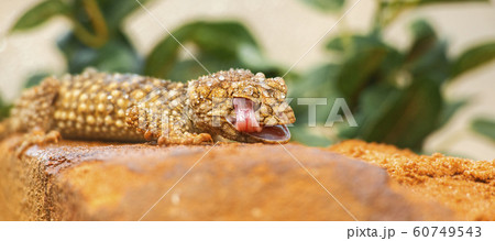 Centralian Knob-tailed Gecko 60749543