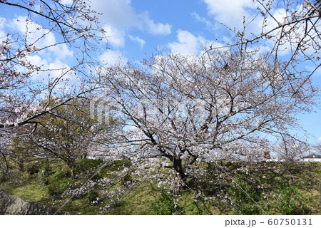 桜 60750131