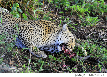 インパラを食べるヒョウ 60750374