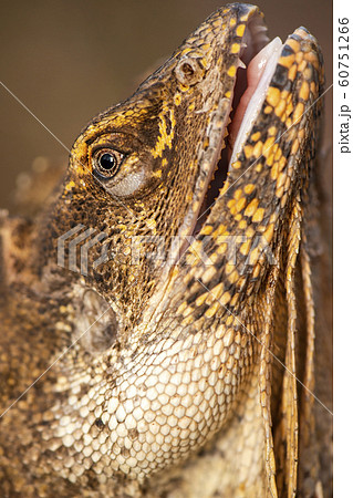 Frilled-neck Lizard 60751266