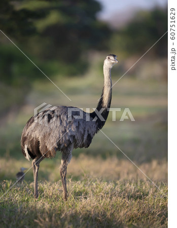 Close up of a greater rhea in a meadow 60751629