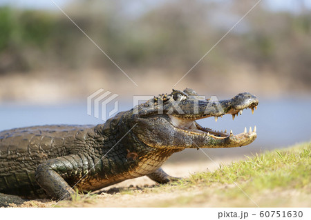 Yacare caiman with open mouth on a river bank Yacare caiman with open mouth on a river bank 60751630