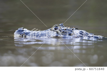 Close up of a Yacare caiman South Pantanal, Brazil 60751640