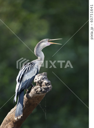 Anhinga perched on a tree branch with an open beak 60751641