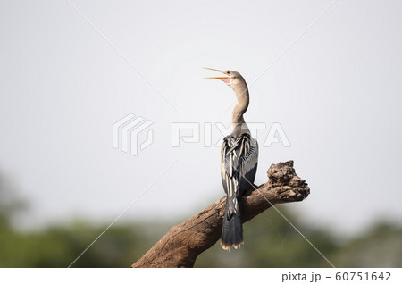 Anhinga perched on a tree branch with an open beak Anhinga perched on a tree branch with an open beak 60751642