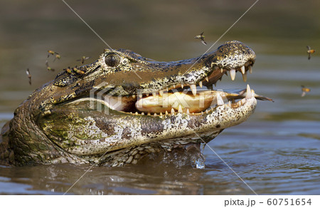 Close up of a Yacare caiman eating piranha 60751654