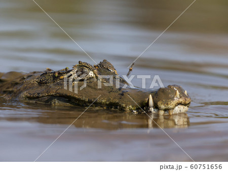 Close up of a Yacare caiman swimming in water 60751656