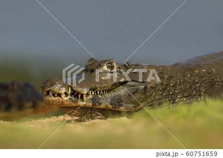 Close up of a Yacare caiman on a river bank 60751659