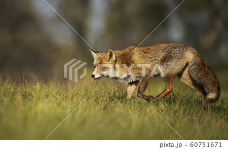 Close up of a red fox standing in grass Close up of a red fox standing in grass 60751671