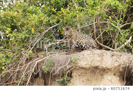Close up of a Jaguar sitting on a river bank Close up of a Jaguar sitting on a river bank 60751674