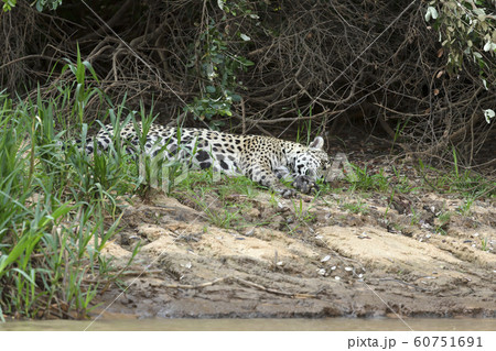 Jaguar sleeping on a river bank 60751691