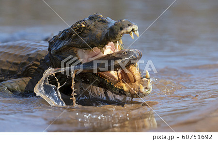 Close up of a Yacare caiman eating piranha 60751692