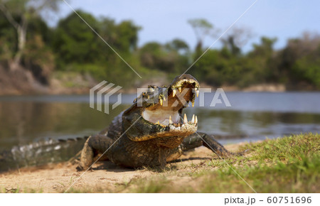 Yacare caiman with open mouth on a river bank 60751696
