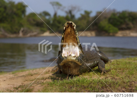 Yacare caiman with open mouth on a river bank 60751698