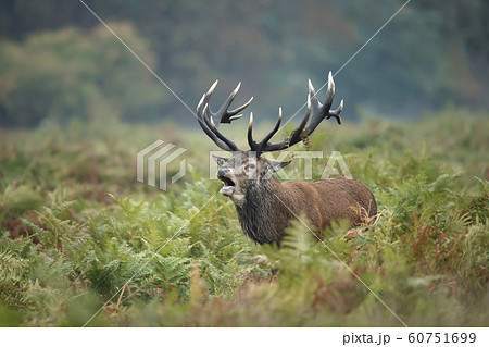 Red deer stag calling during rutting season 60751699