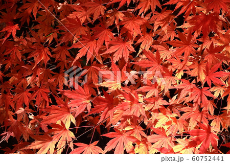 紅葉 紅葉 60752441