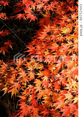 紅葉 紅葉 60752443