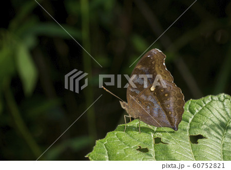 Chocholate Pansy, Junonia iphita, butterfly, Garo hills, Meghalaya, India 60752821
