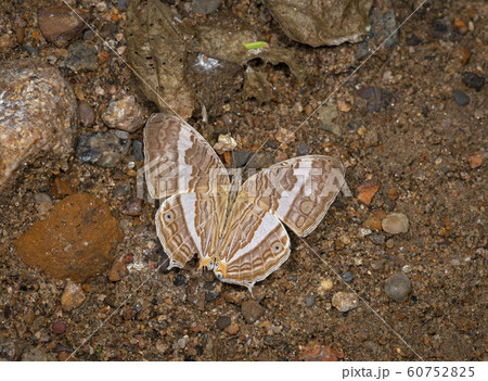 Marbeled Map Open Wing, Cyrestis cocles, butterfly, Garo Hills, Meghalaya, India 60752825