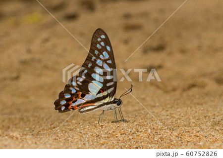 Common jay, Graphium doson, butterfly, Garo Hills, Meghalaya, India 60752826