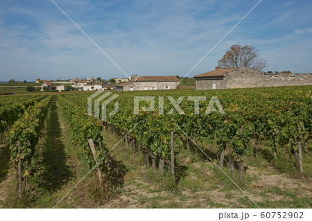 Grapes in the vineyard in the south of France in the Provence. 60752902