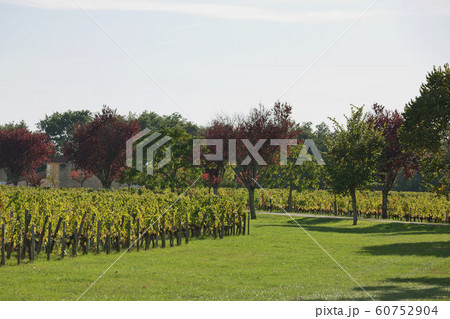 Grapes in the vineyard in the south of France in the Provence. 60752904
