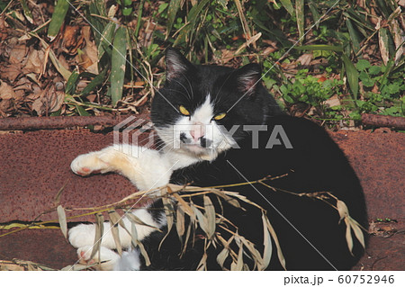 デブ野良猫 60752946