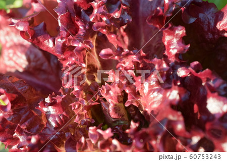 サニーレタス 60753243