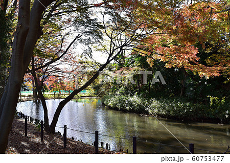 世田谷区立将軍池公園の紅葉 60753477