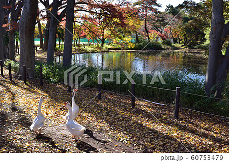 世田谷区立将軍池公園の紅葉とアヒル 60753479