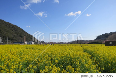 菜の花 南伊豆町 菜の花 南伊豆町 60753595