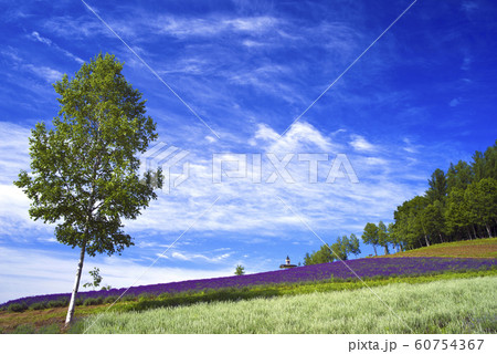 北海道富良野町 彩香の里 北海道富良野町 彩香の里 60754367