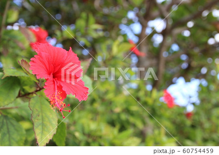 ハイビスカスの一輪の花 60754459