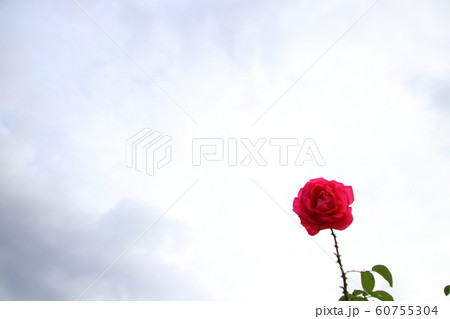 薔薇 曇り空に映える一輪の薔薇 薔薇 曇り空に映える一輪の薔薇 60755304