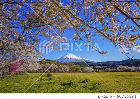 富士山　桜　お花見　大淵公園　【富士市】 60755531