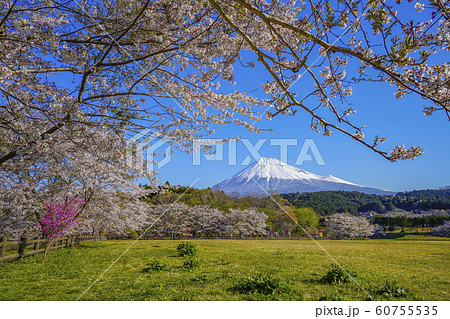 富士山　桜　お花見　大淵公園　【富士市】 60755535