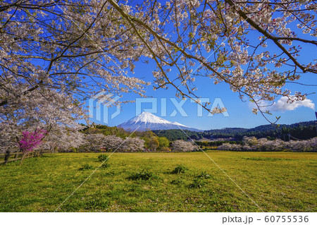 富士山　桜　お花見　大淵公園　【富士市】 60755536