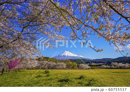 富士山　桜　お花見　大淵公園　【富士市】 60755537