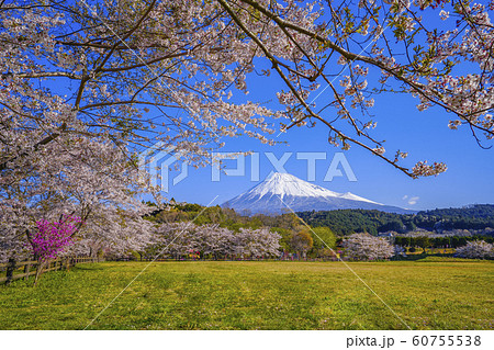 富士山　桜　お花見　大淵公園　【富士市】 60755538