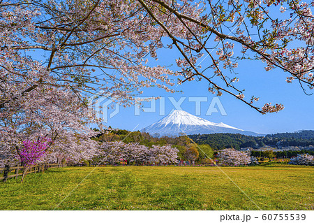富士山　桜　お花見　大淵公園　【富士市】 60755539