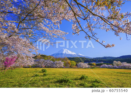 富士山　桜　お花見　大淵公園　【富士市】 60755540