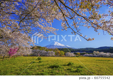 富士山　桜　お花見　大淵公園　【富士市】 60755542