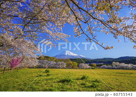 富士山　桜　お花見　大淵公園　【富士市】 60755543