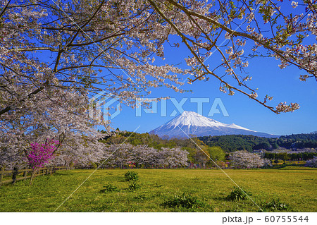 富士山　桜　お花見　大淵公園　【富士市】 60755544