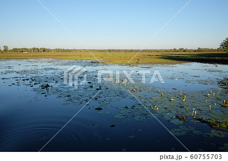 カカドゥ国立公園（Kakadu National Park） 60755703