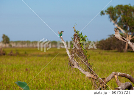 カカドゥ国立公園（Kakadu National Park） 60755722